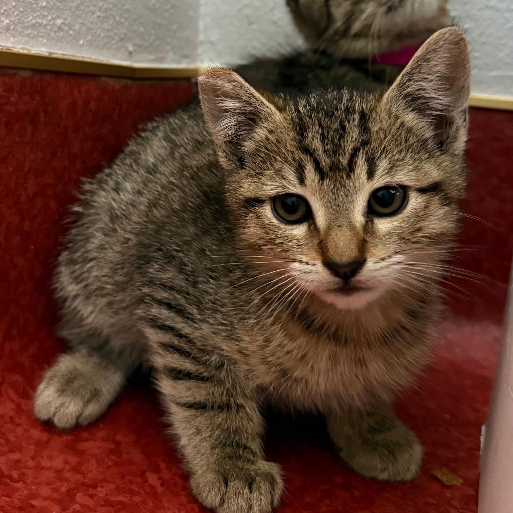 Enlarge Cold Brew, a Adoptable Domestic Short Hair in Los Angeles, CA image 3/6