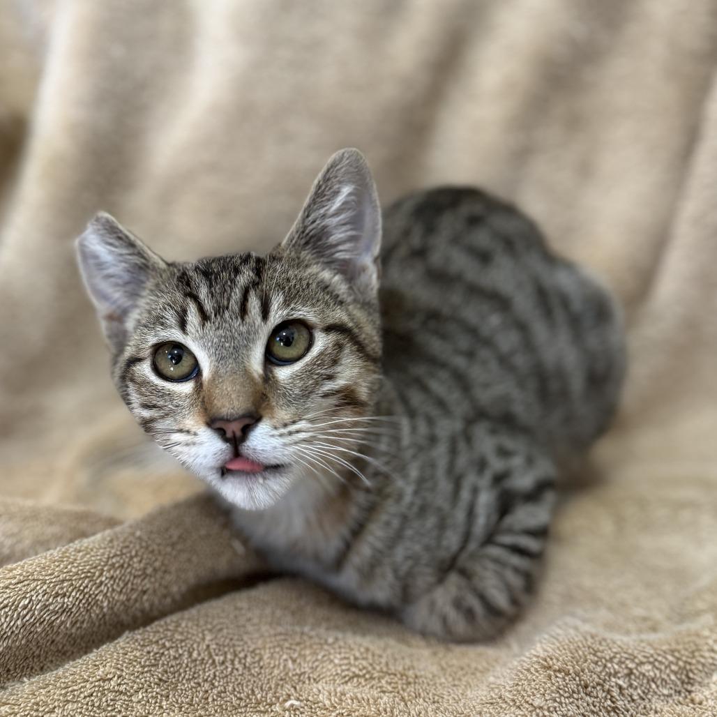 Enlarge Cold Brew, a Adoptable Domestic Short Hair in Los Angeles, CA image 4/6