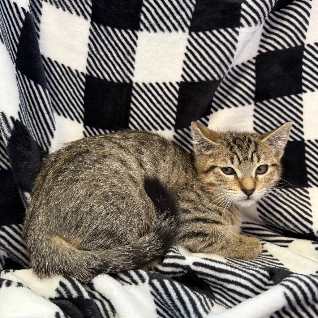 Enlarge Cold Brew, a Adoptable Domestic Short Hair in Los Angeles, CA image 5/6