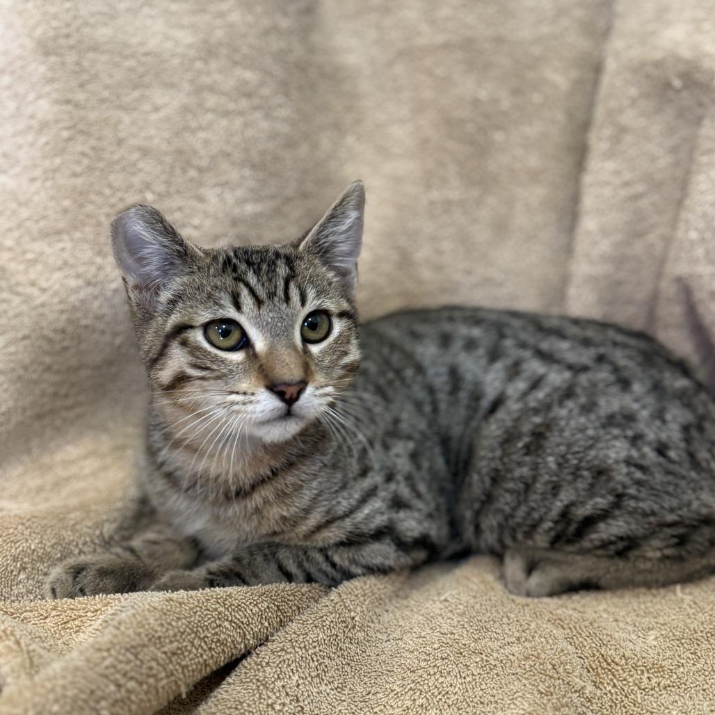 Enlarge Cold Brew, a Adoptable Domestic Short Hair in Los Angeles, CA image 6/6