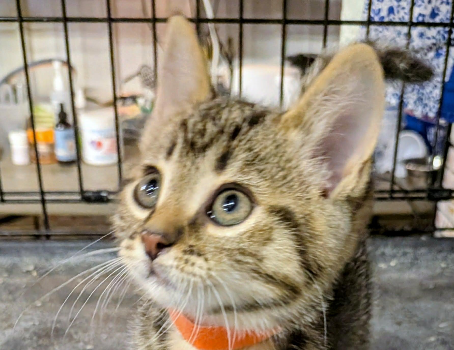 Enlarge Lacy, a ADOPTABLE Domestic Short Hair in Midland, MI image 1/2