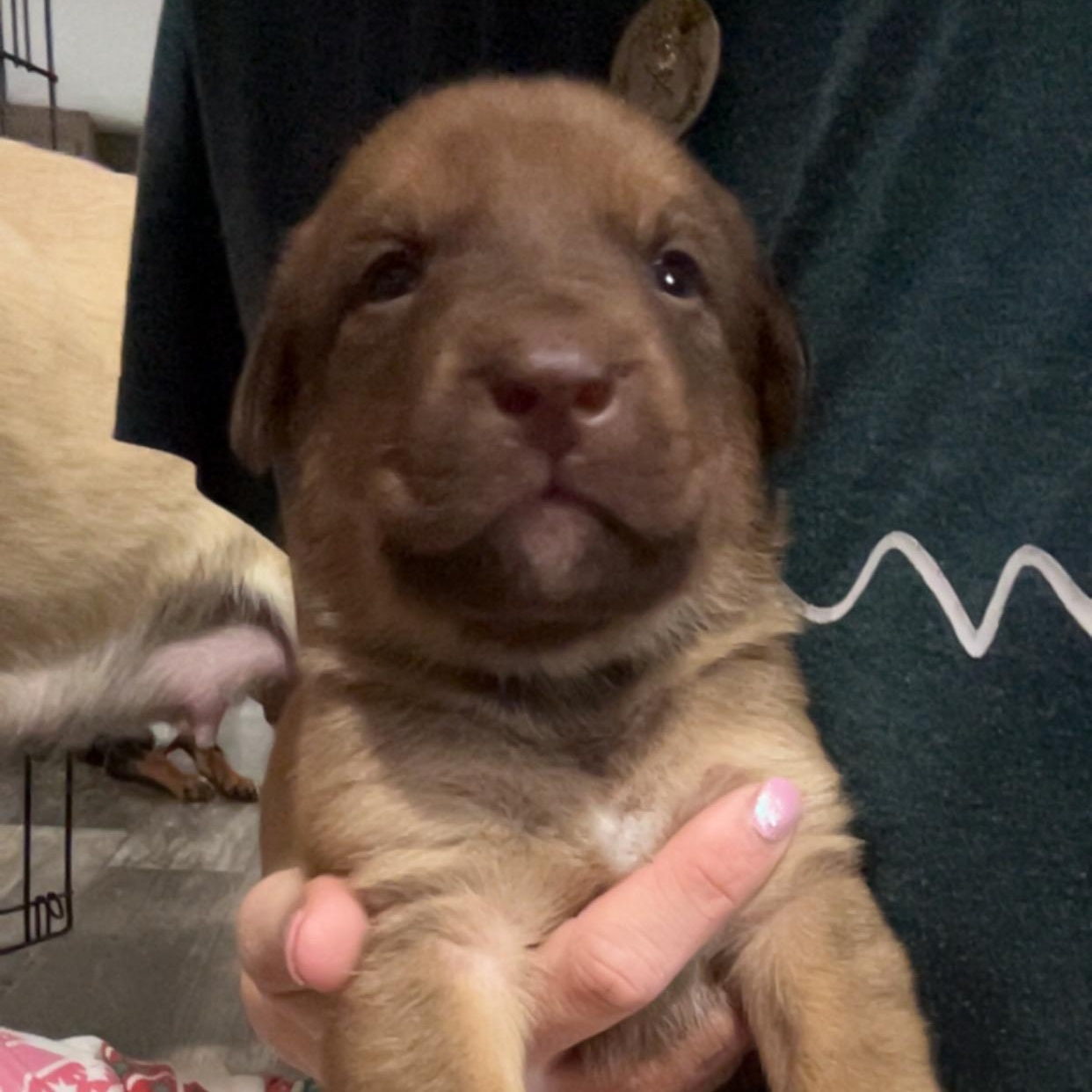 Enlarge Jolly, a ADOPTABLE mixed breed in Floyd, VA image 1/1