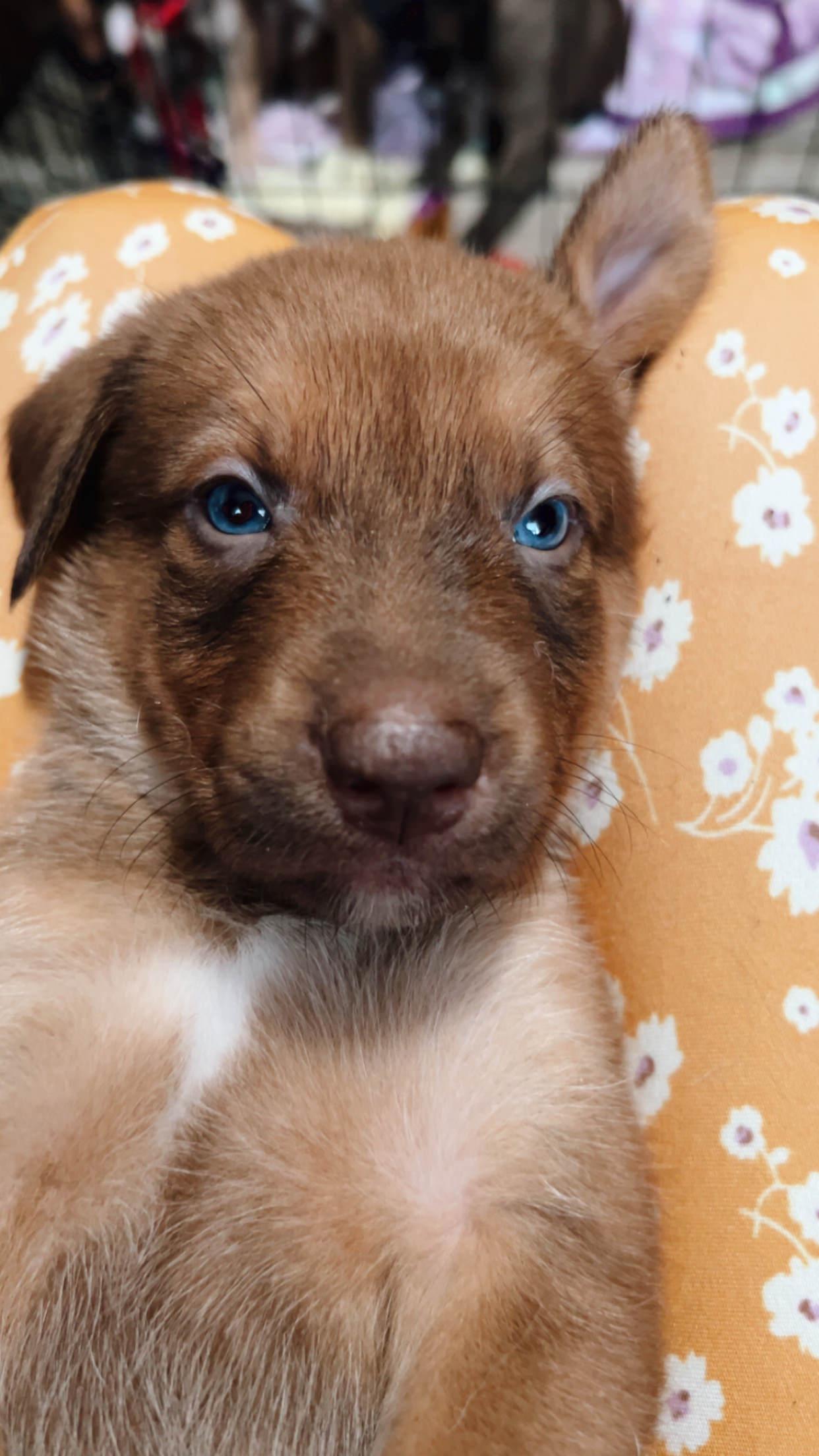 Jolly, an adopted mixed breed in Floyd, VA image 1/2