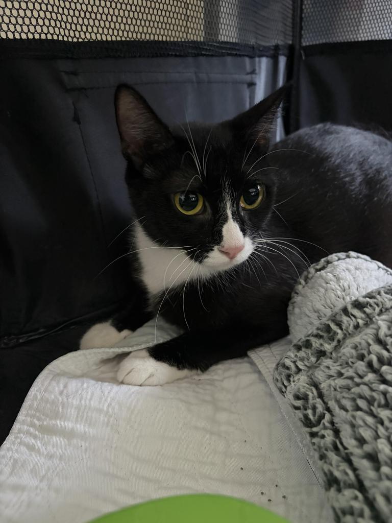 Musho, Adoptable, Young Female Domestic Short Hair.