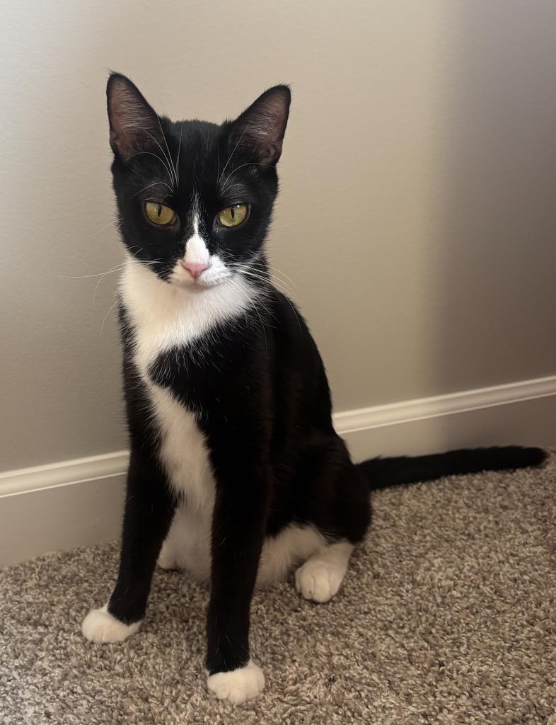 Enlarge Musho, a Adoptable mixed breed in Saint Paul, MN image 2/6