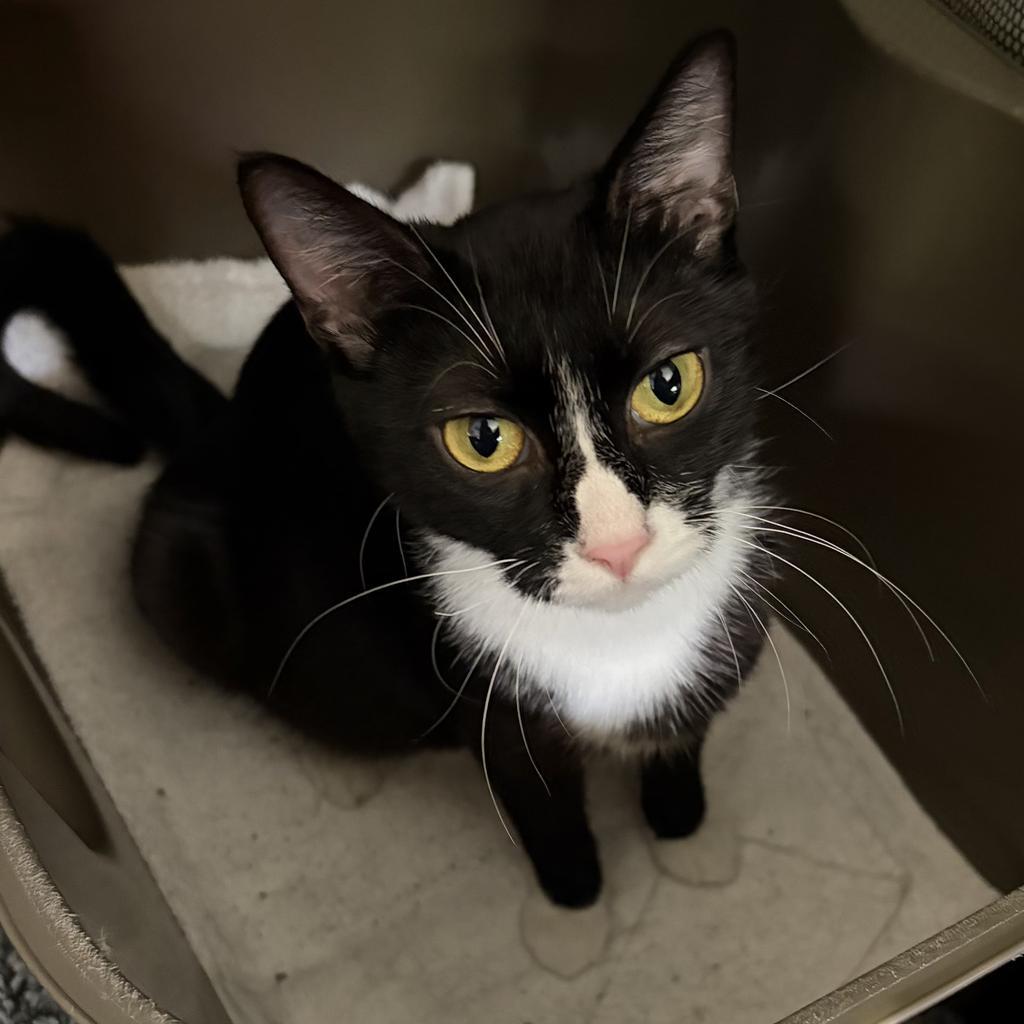 Enlarge Musho, a Adoptable mixed breed in Saint Paul, MN image 4/6