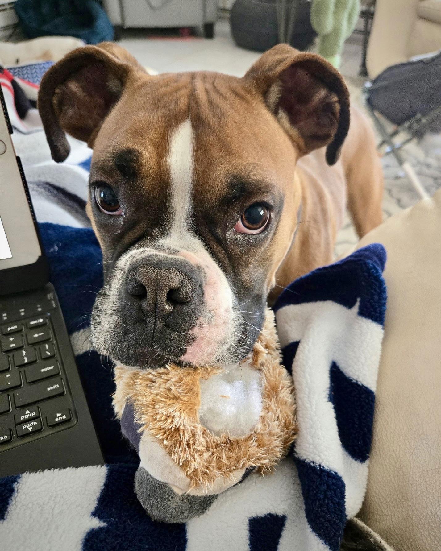 Enlarge Lilly, a Adoptable Boxer in Monticello, NY image 1/1