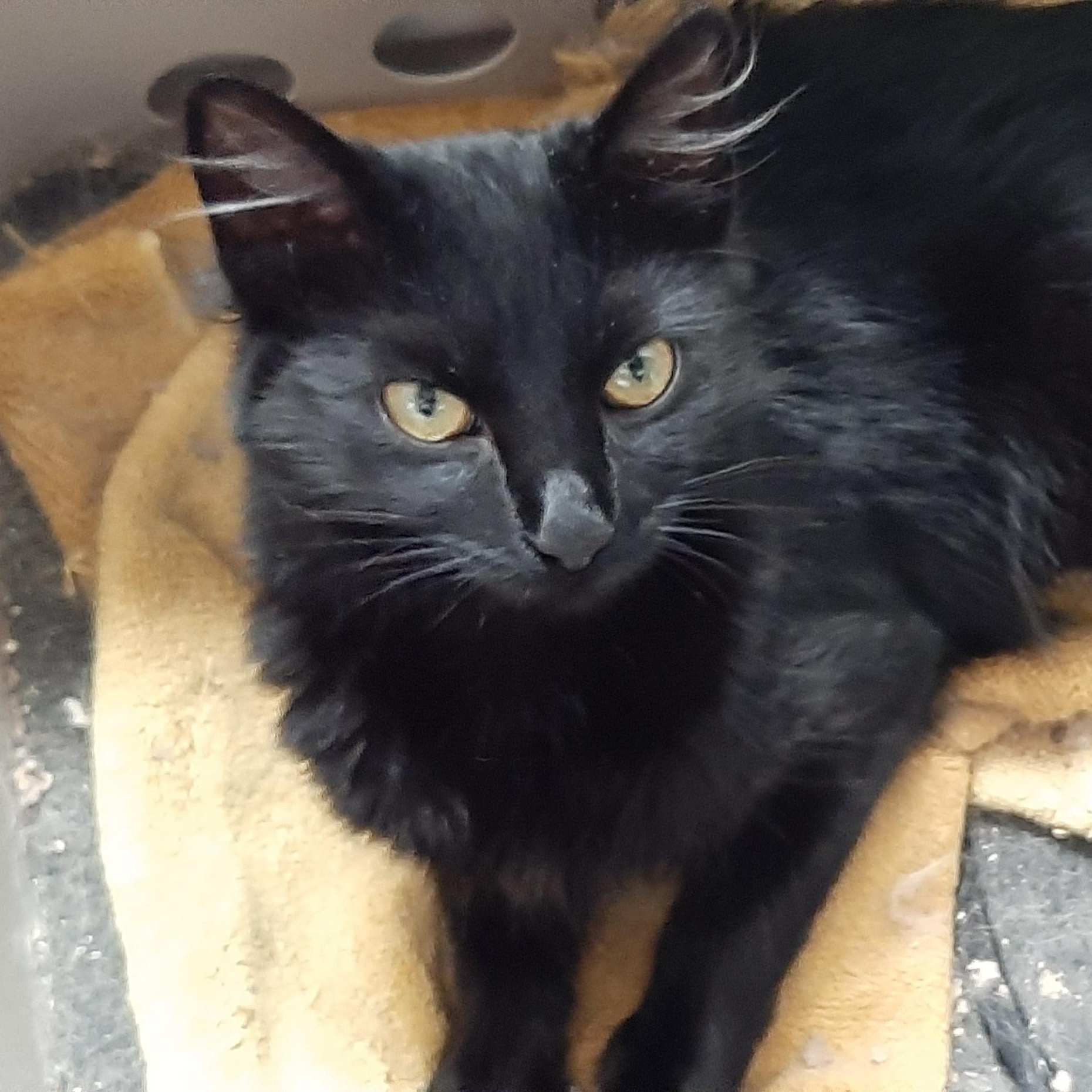 Zoey, Adoptable, Young Female Domestic Medium Hair.