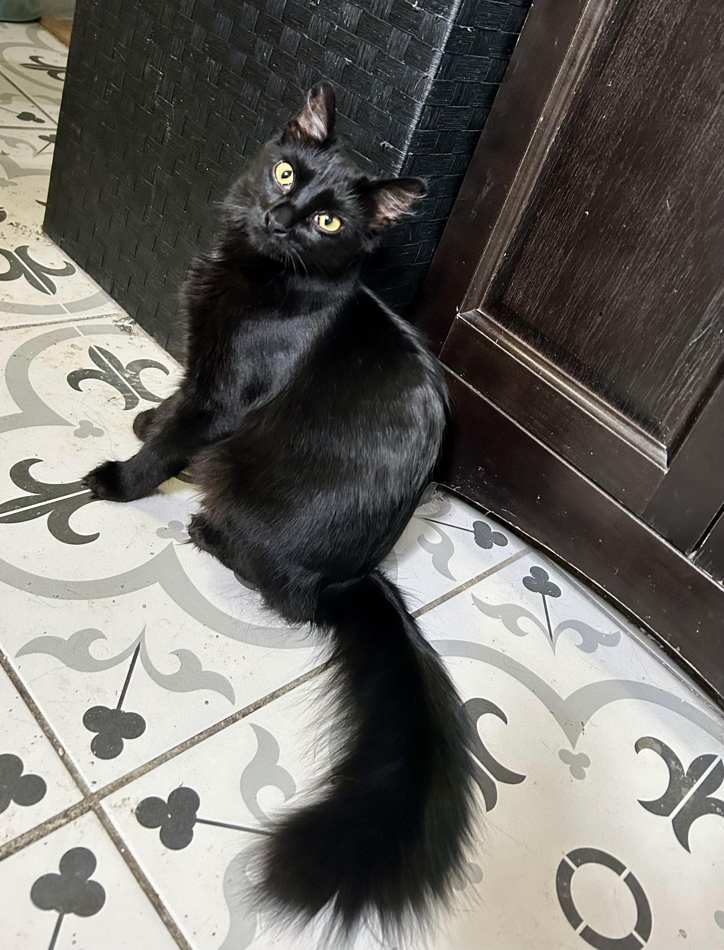 Zoey, a Adoptable Domestic Medium Hair in Torrance, CA image 2/5