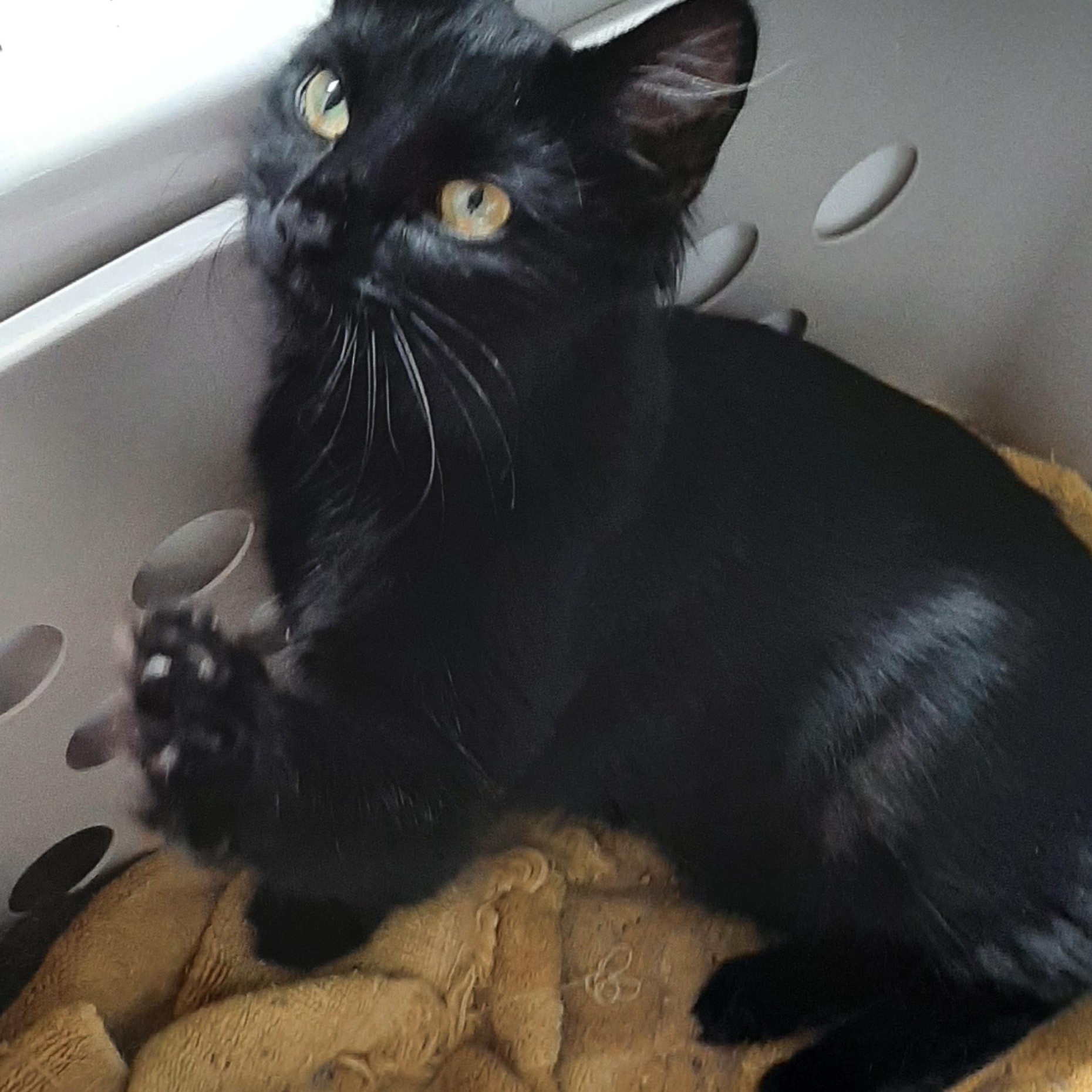 Zoey, a Adoptable Domestic Medium Hair in Torrance, CA image 3/5