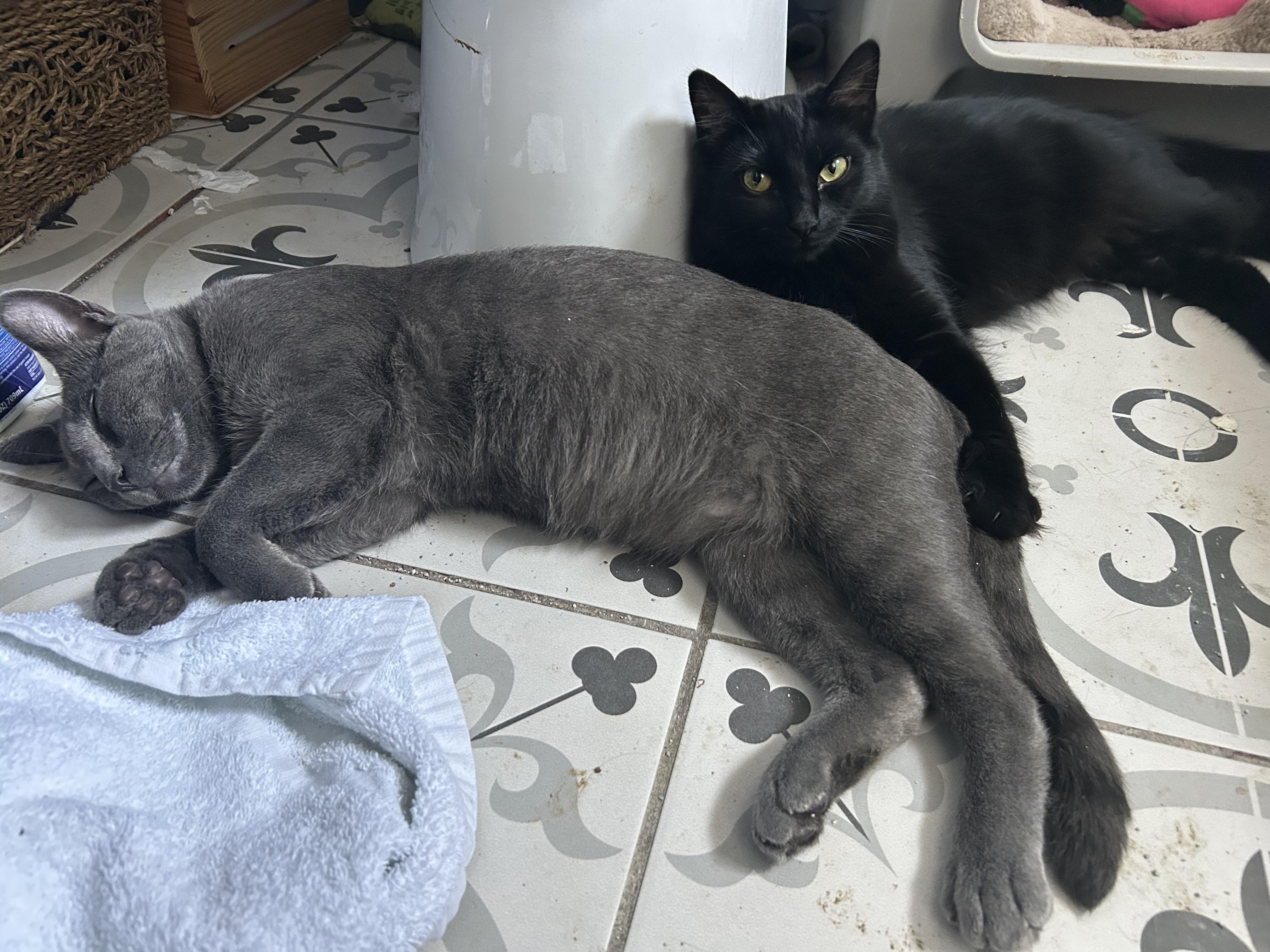 Zoey, a Adoptable Domestic Medium Hair in Torrance, CA image 5/5