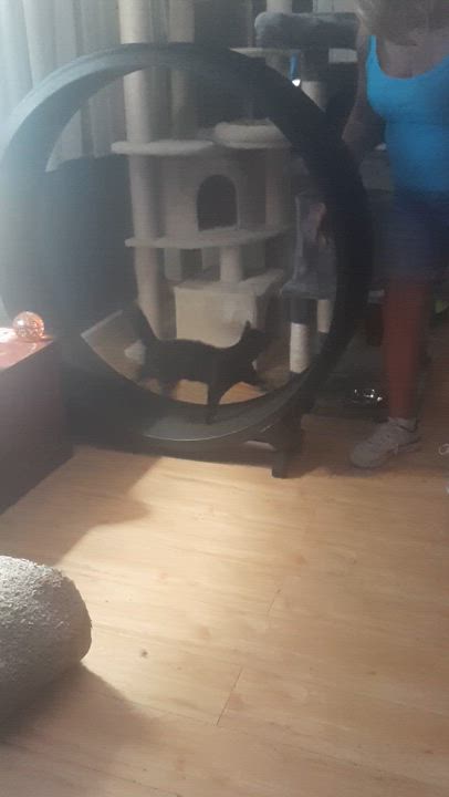 Enlarge Zoey, a Adoptable Domestic Medium Hair in Torrance, CA video 4/5