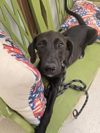 Licorice, an adopted mixed breed in Red Bluff, CA image 3/3