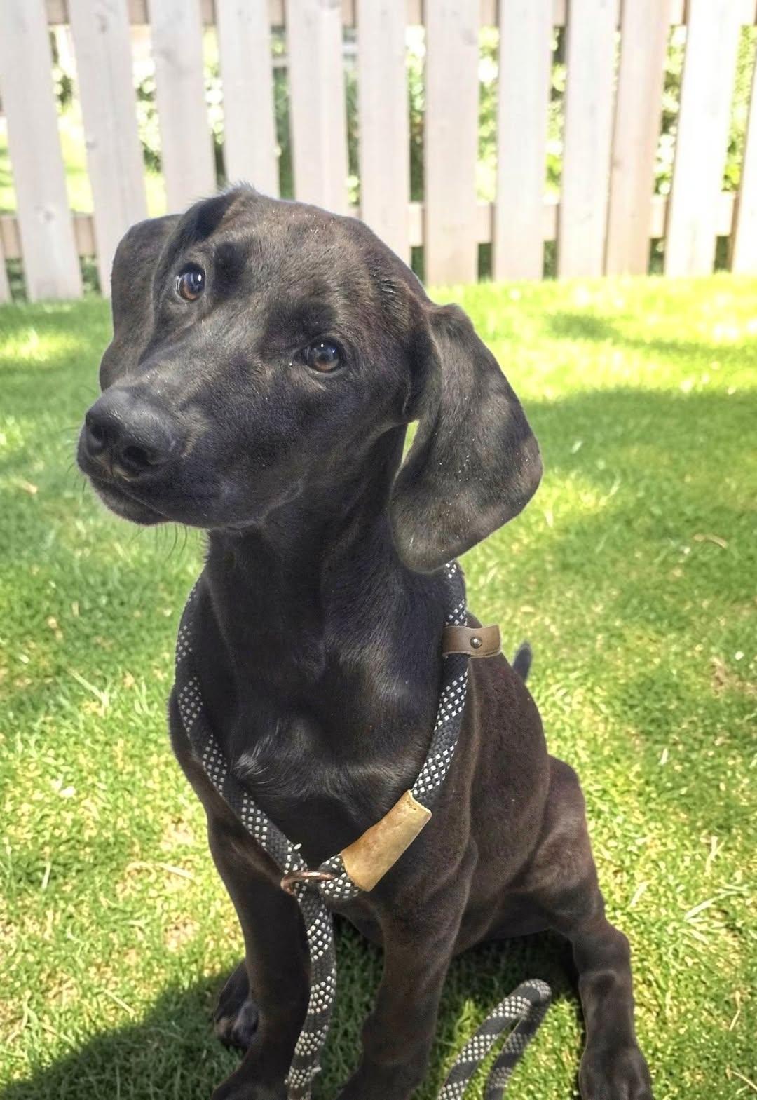 Licorice, adopted, Puppy Female Plott Hound & Labrador Retriever.