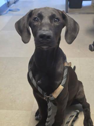 Licorice, an adopted mixed breed in Red Bluff, CA image 2/3