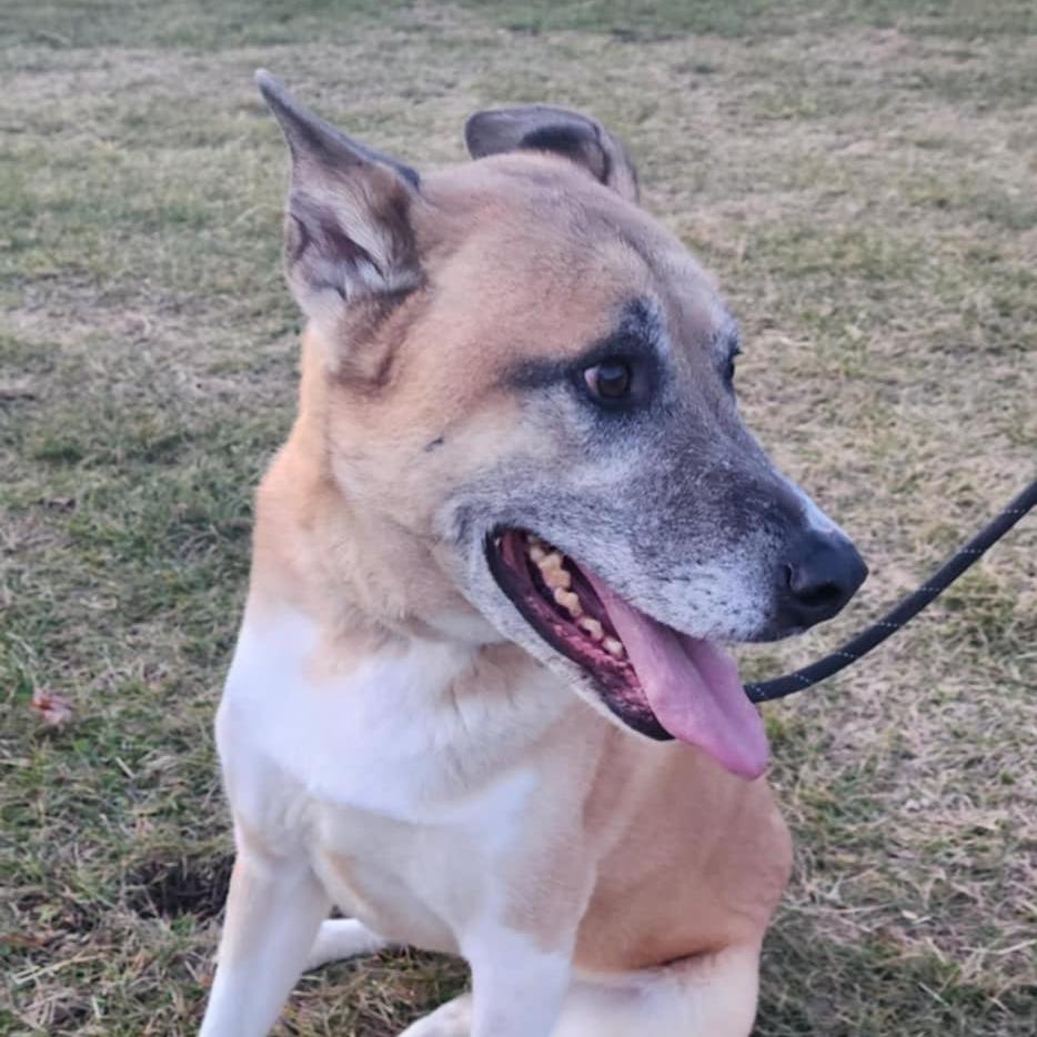 Enlarge Kennon, a Adoptable mixed breed in Baldwin, WI image 2/6