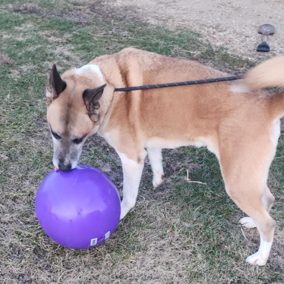 Enlarge Kennon, a Adoptable mixed breed in Baldwin, WI image 3/6