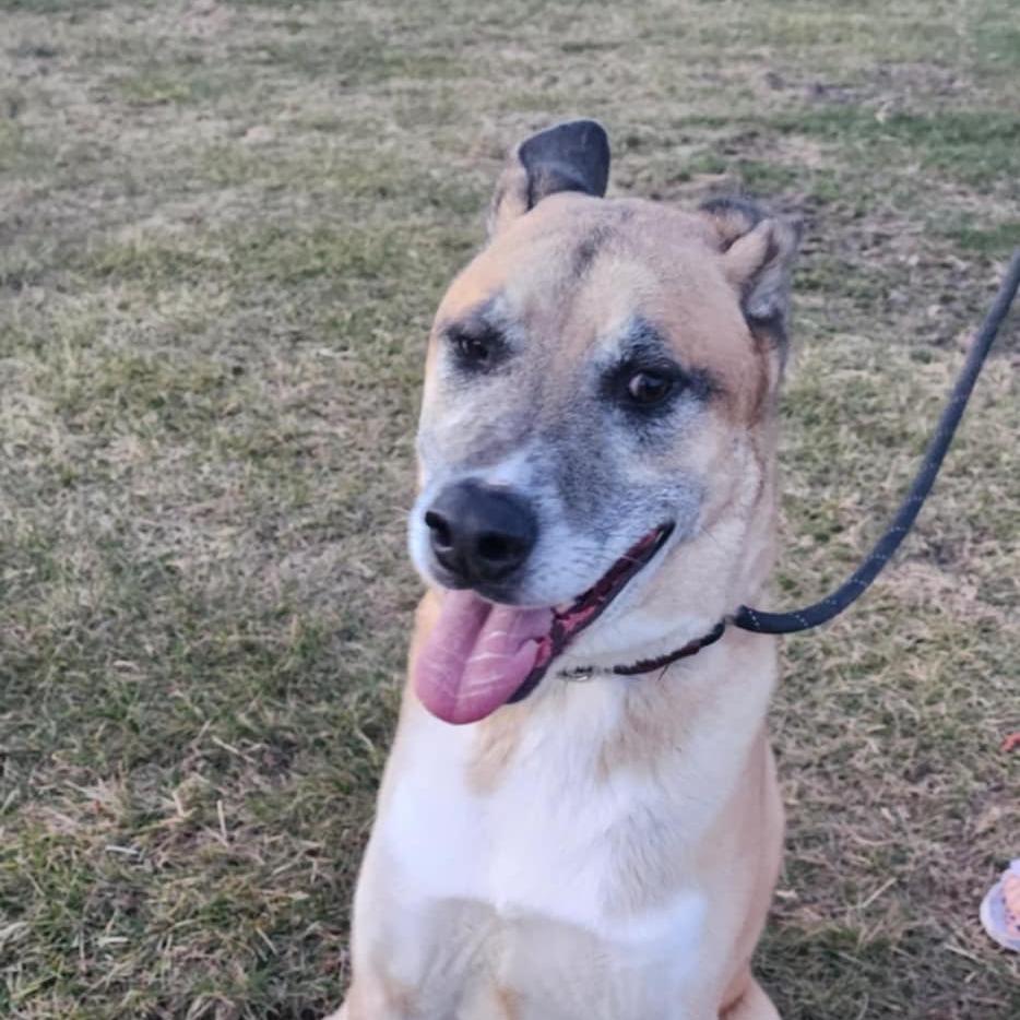 Enlarge Kennon, a Adoptable mixed breed in Baldwin, WI image 4/6