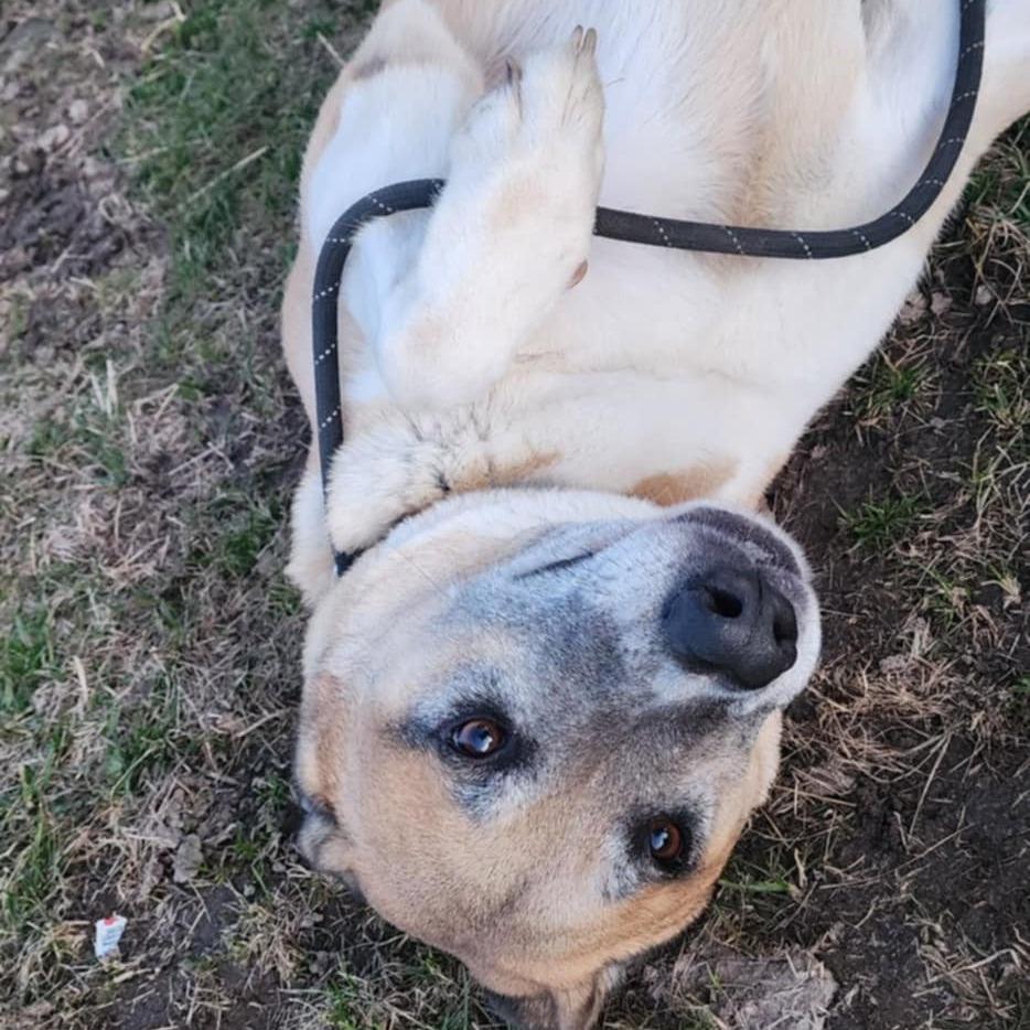 Enlarge Kennon, a Adoptable mixed breed in Baldwin, WI image 5/6