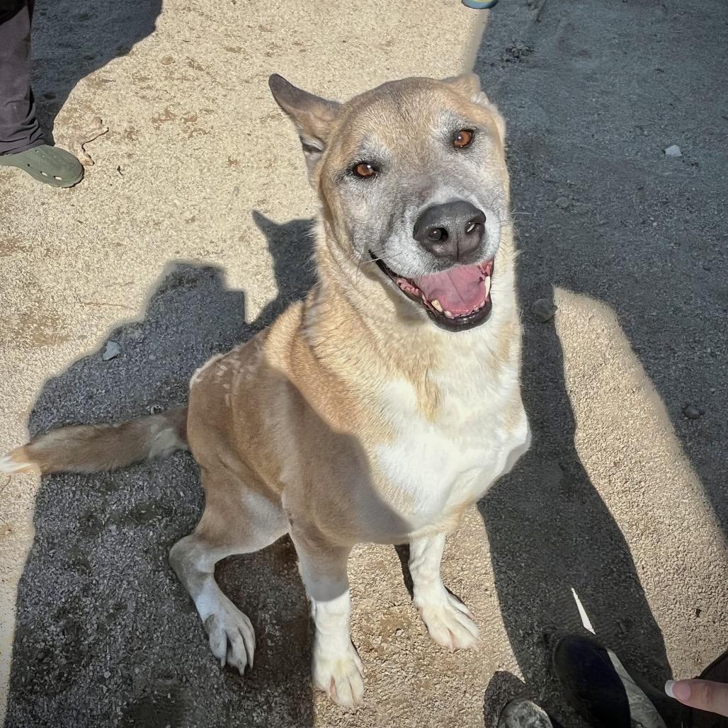 Enlarge Kennon, a Adoptable mixed breed in Baldwin, WI image 6/6
