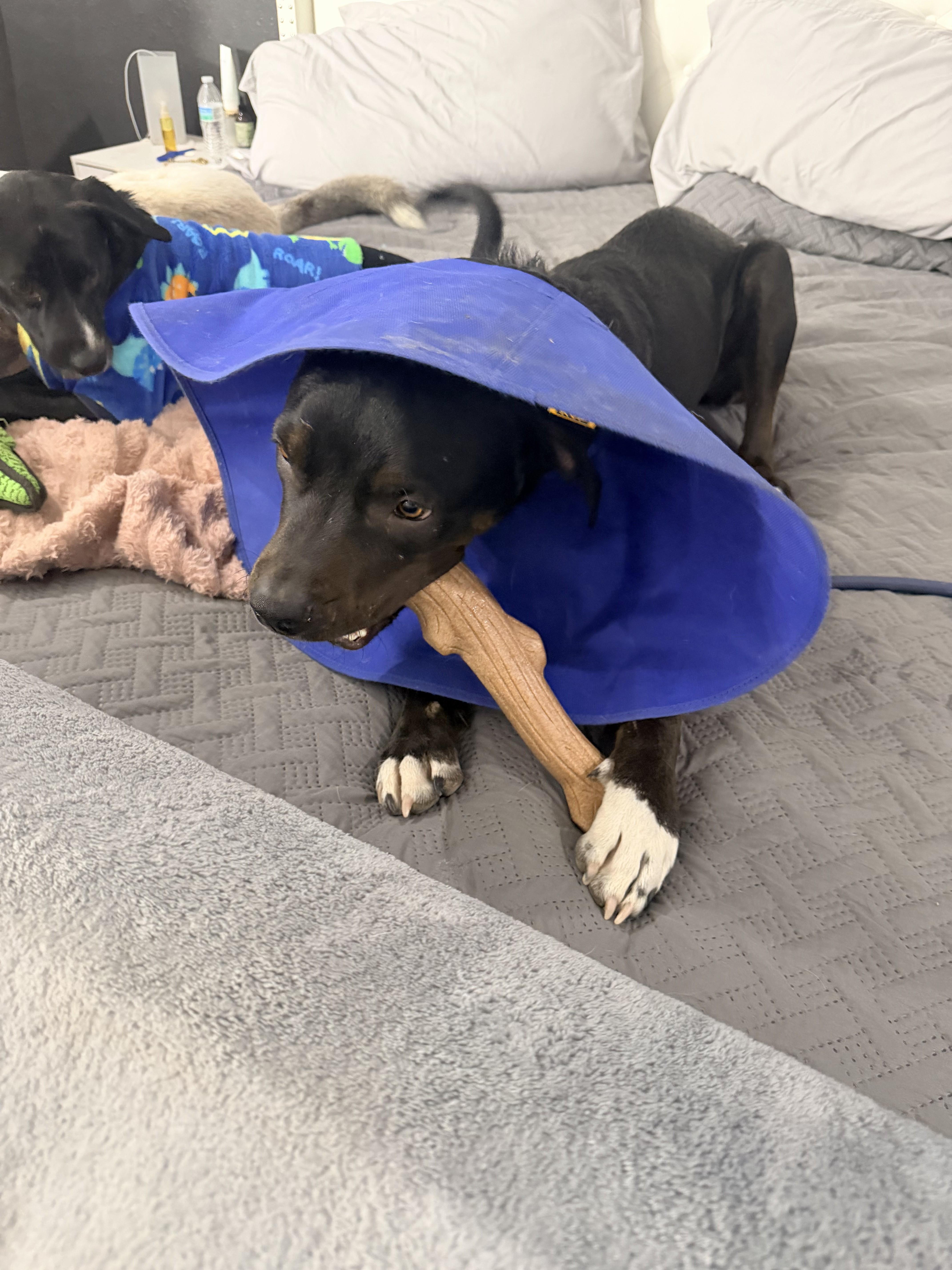 Leo, a Adoptable mixed breed in Columbus, OH image 5/6