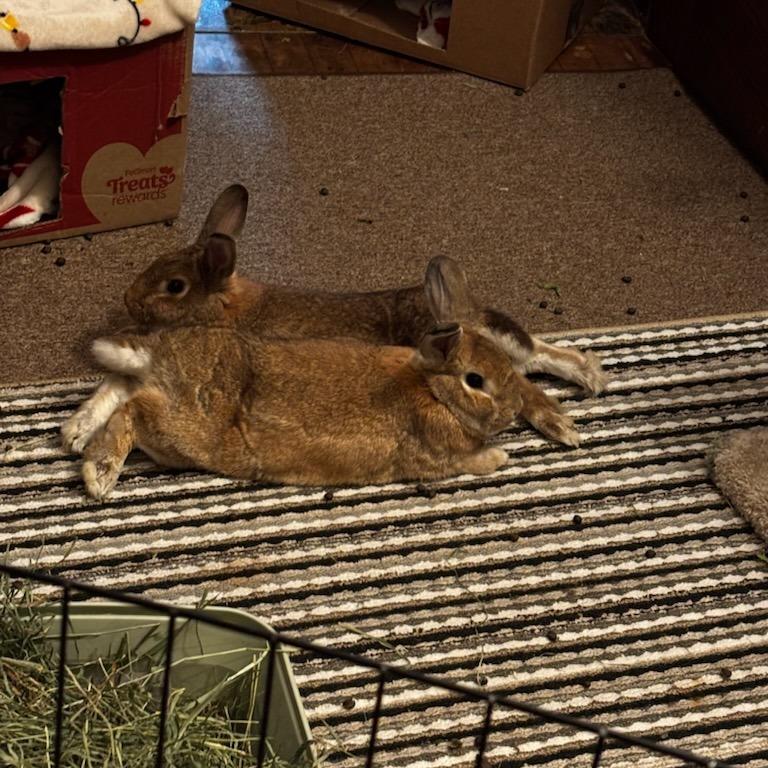 Enlarge Radish--In Foster, a Adoptable New Zealand in Fargo, ND image 1/6