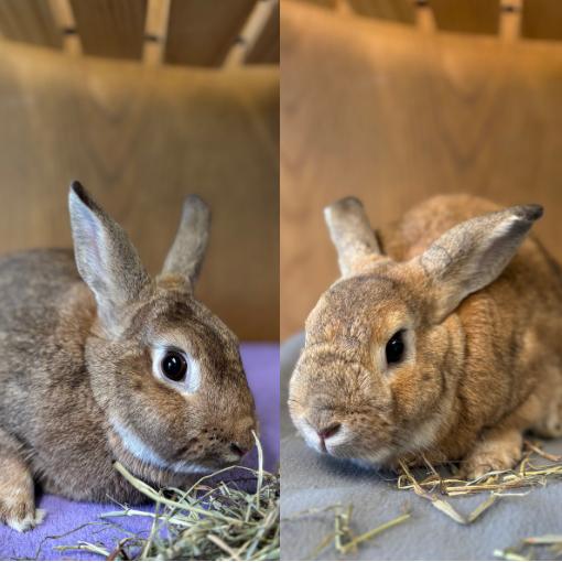 Enlarge Radish--In Foster, a Adoptable New Zealand in Fargo, ND image 3/6