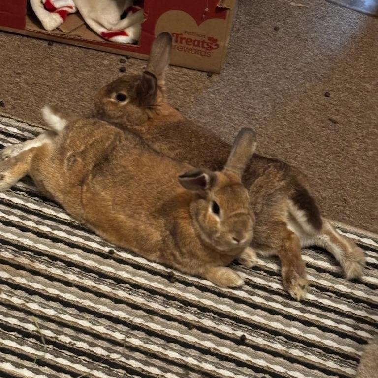 Enlarge Radish--In Foster, a Adoptable New Zealand in Fargo, ND image 4/6