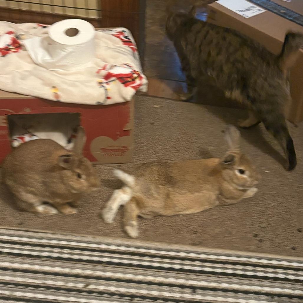 Enlarge Radish--In Foster, a Adoptable New Zealand in Fargo, ND image 5/6