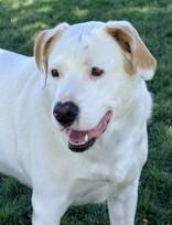 Enlarge Falco, a Adoptable mixed breed in Hamilton, MT image 4/6