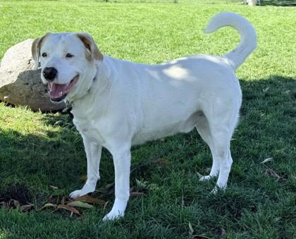 Enlarge Falco, a Adoptable mixed breed in Hamilton, MT image 3/6