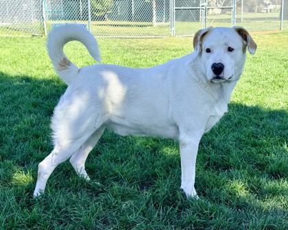 Enlarge Falco, a Adoptable mixed breed in Hamilton, MT image 2/6