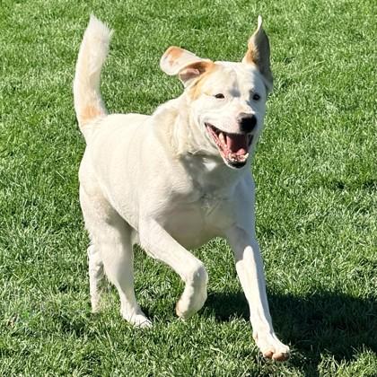 Enlarge Falco, a Adoptable mixed breed in Hamilton, MT image 6/6