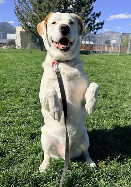 Enlarge Falco, a Adoptable mixed breed in Hamilton, MT image 5/6