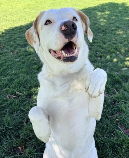 Enlarge Falco, a Adoptable mixed breed in Hamilton, MT image 1/6
