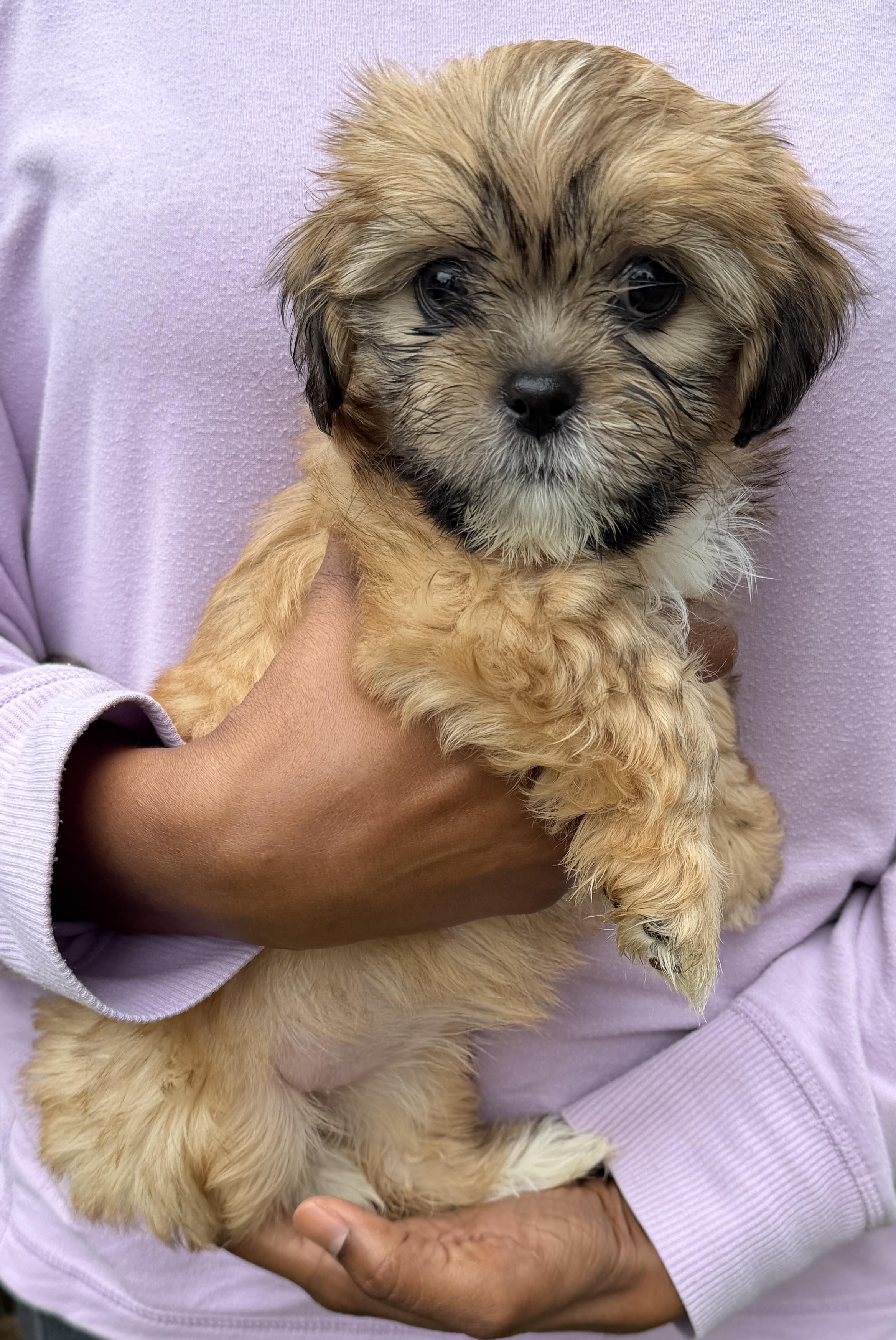 Panini, Adoptable, Puppy Female Shih Tzu.