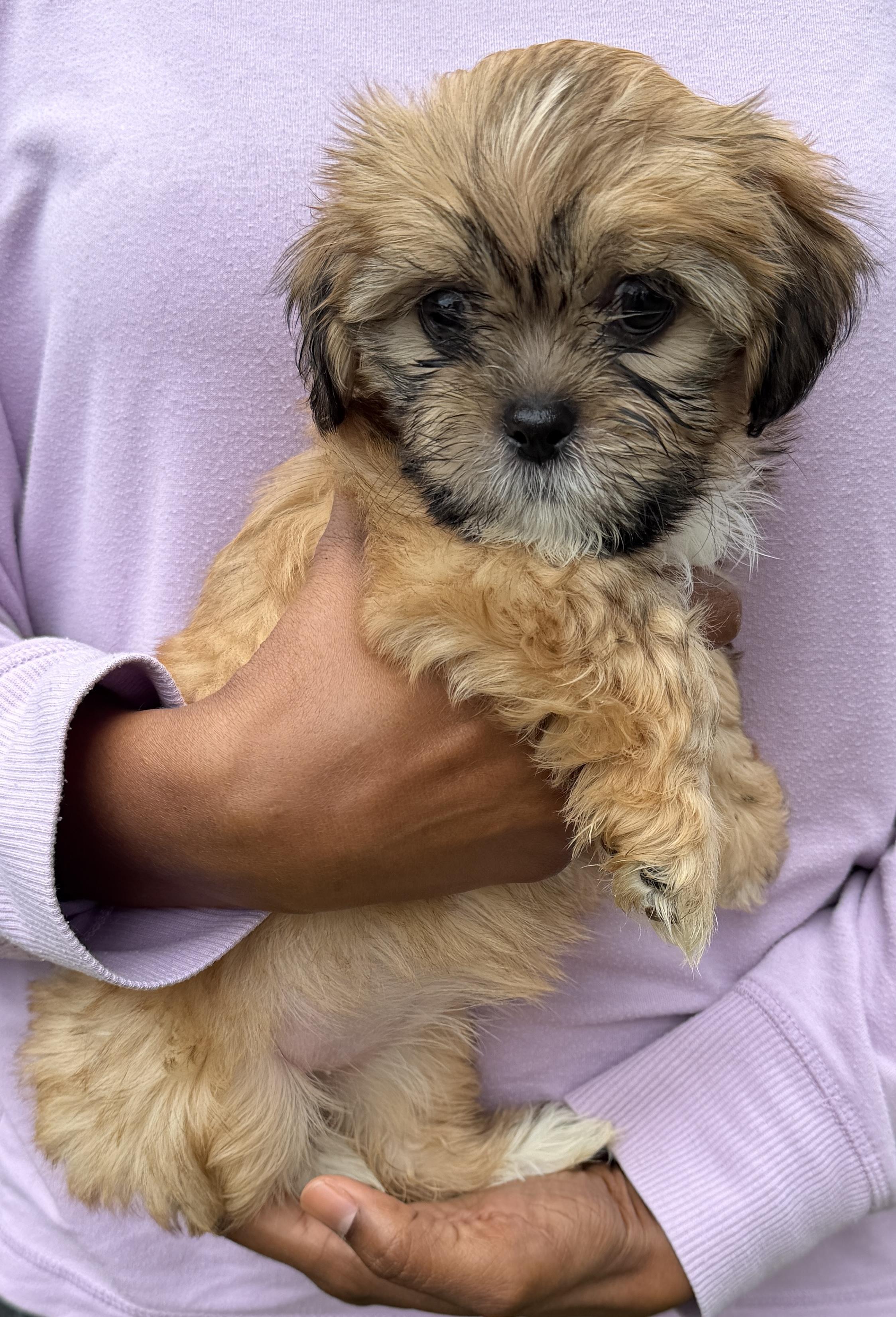 Enlarge Panini, a Adoptable Shih Tzu in Beaverton, OR image 2/2