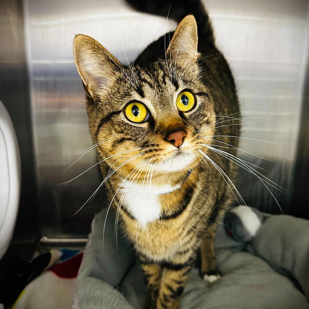 Raja, Adoptable, Adult Male Domestic Short Hair & Domestic Short Hair.