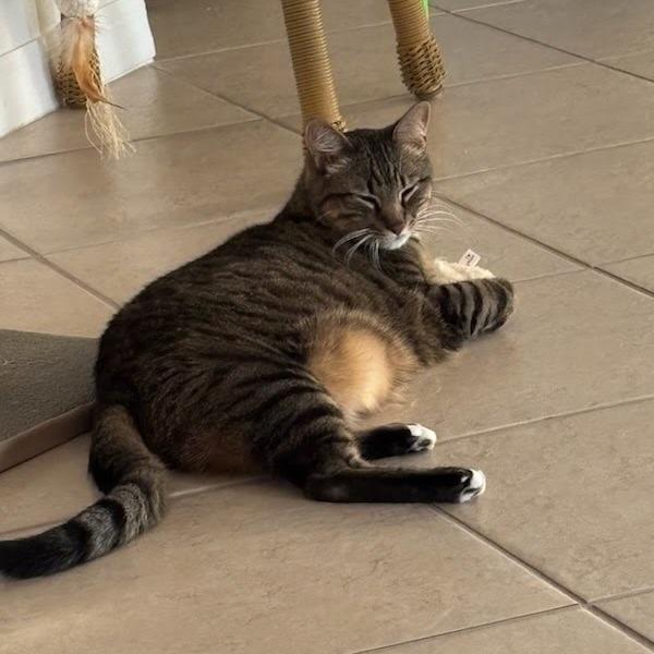 Enlarge Raja, a Adoptable mixed breed in Englewood, FL image 3/6