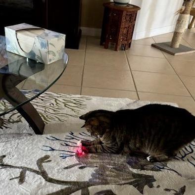 Enlarge Raja, a Adoptable mixed breed in Englewood, FL image 4/6