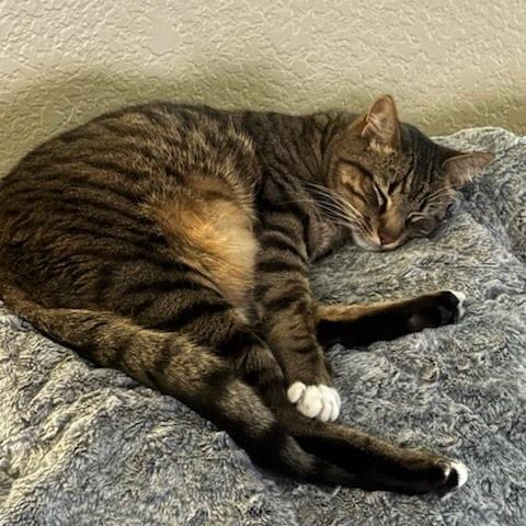 Enlarge Raja, a Adoptable mixed breed in Englewood, FL image 5/6