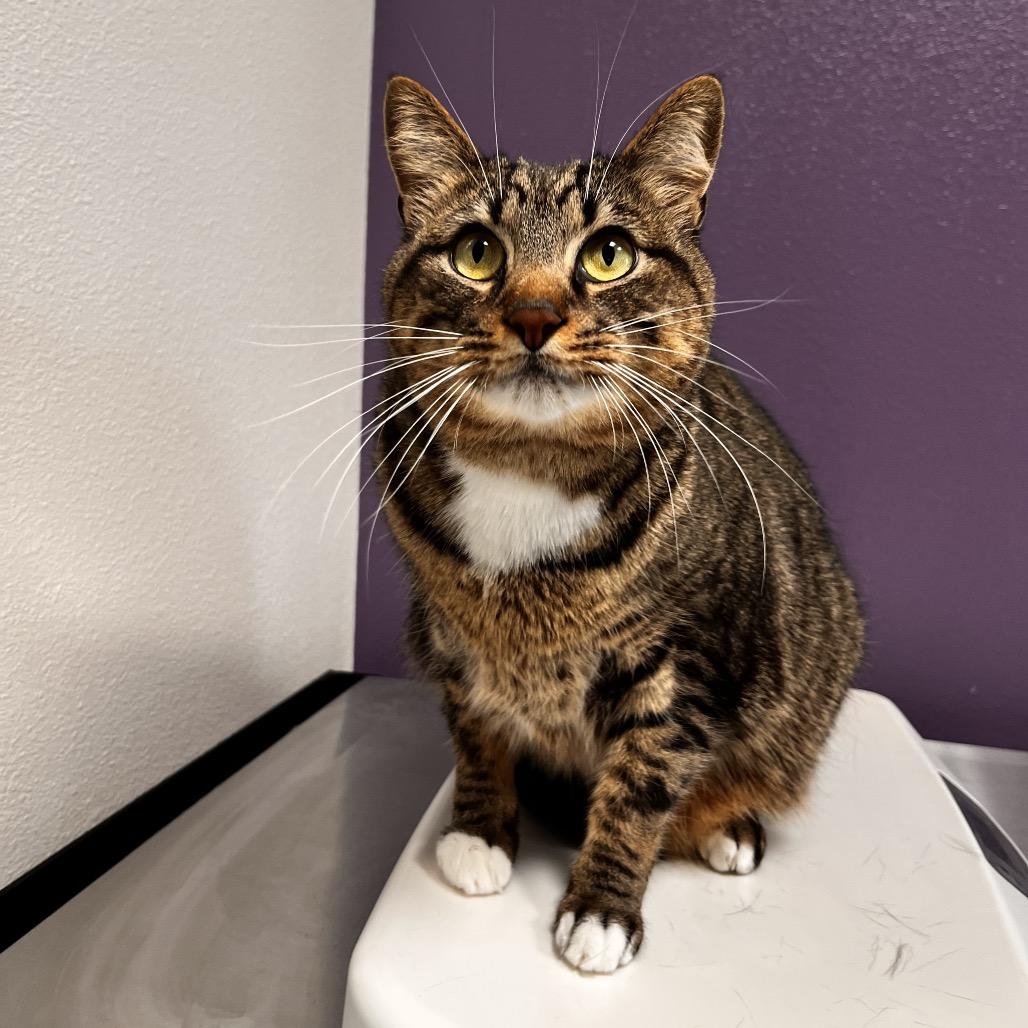 Enlarge Raja, a Adoptable mixed breed in Englewood, FL image 6/6