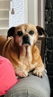 Hamburglar Aka Gordo thumbnail 2