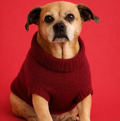 Hamburglar aka Gordo, an adopted Puggle in Salt Lake City, UT image 1/2
