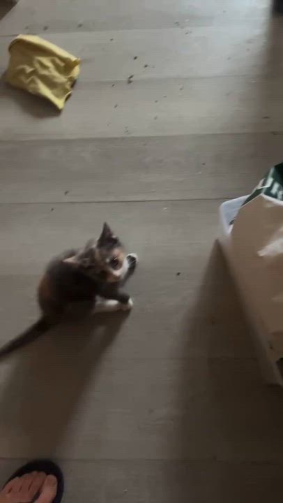 Enlarge Dudu, a ADOPTABLE mixed breed in Flushing, NY video 6/6