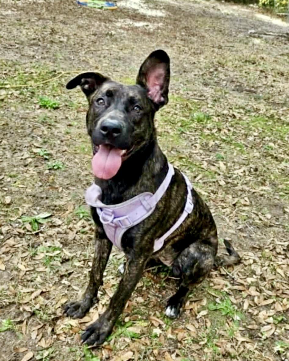 Gertie, ADOPTABLE, Adult Female Dutch Shepherd & Labrador Retriever.