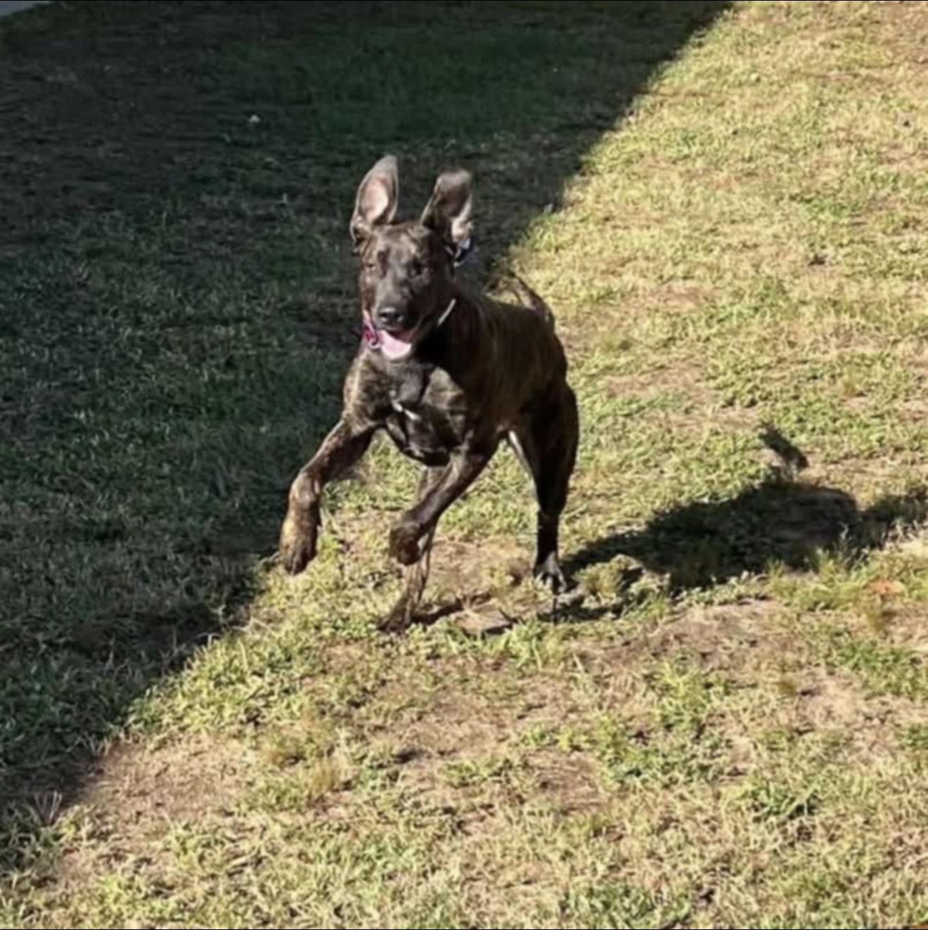 Enlarge Gertie, a ADOPTABLE mixed breed in Milton, FL image 2/2