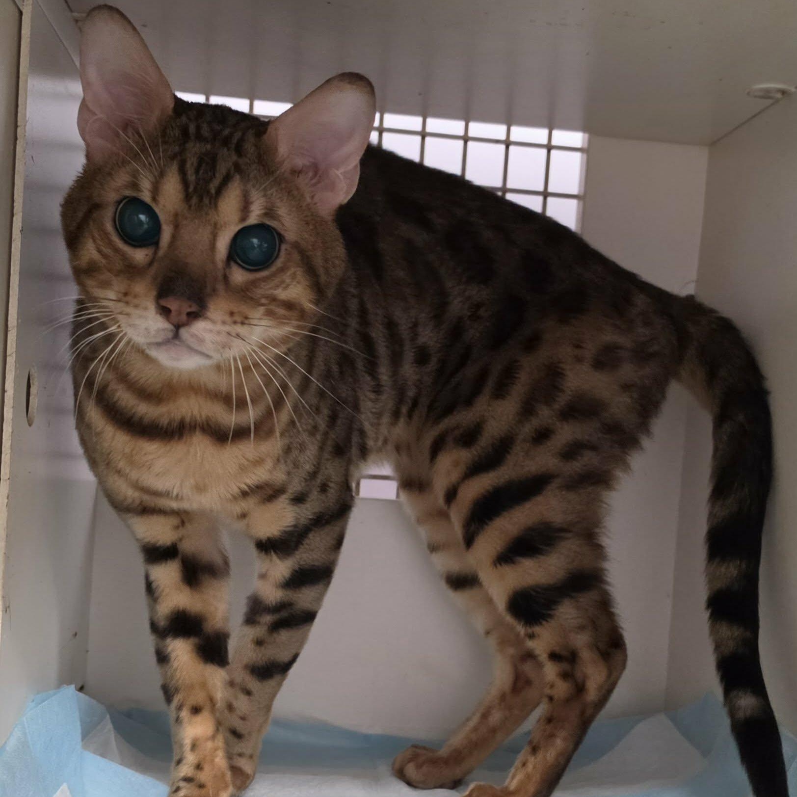 Enlarge Bengie, Sweet Special Needs Bengal, a Adoptable Bengal in Meriden, CT image 3/5