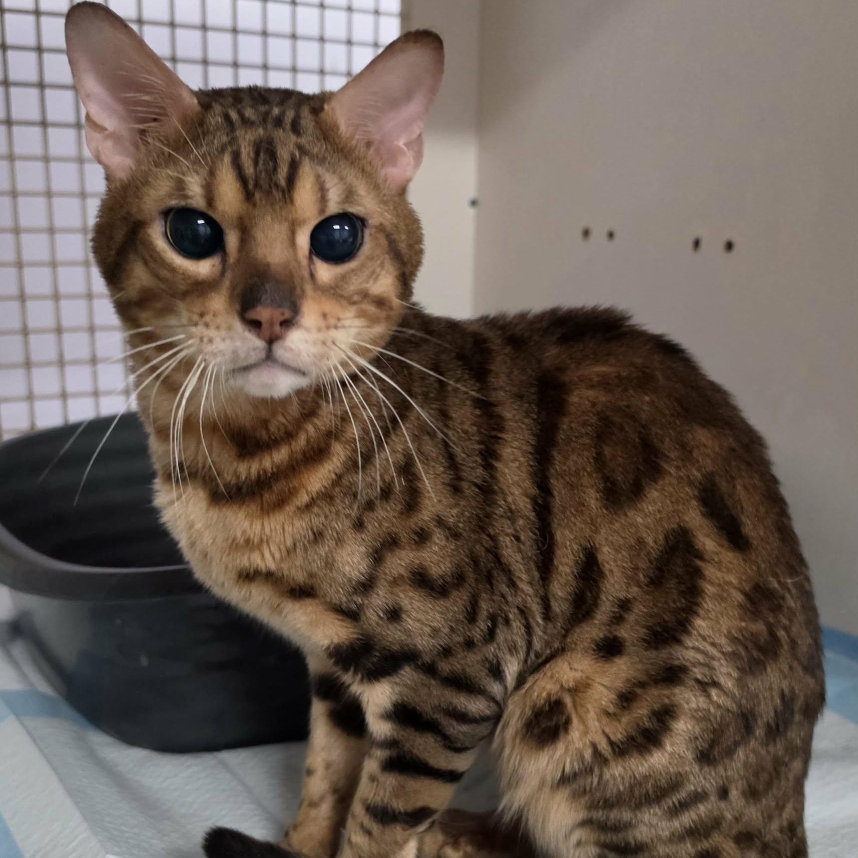 Bengie, Sweet Special Needs Bengal, Adoptable, Young Male Bengal.