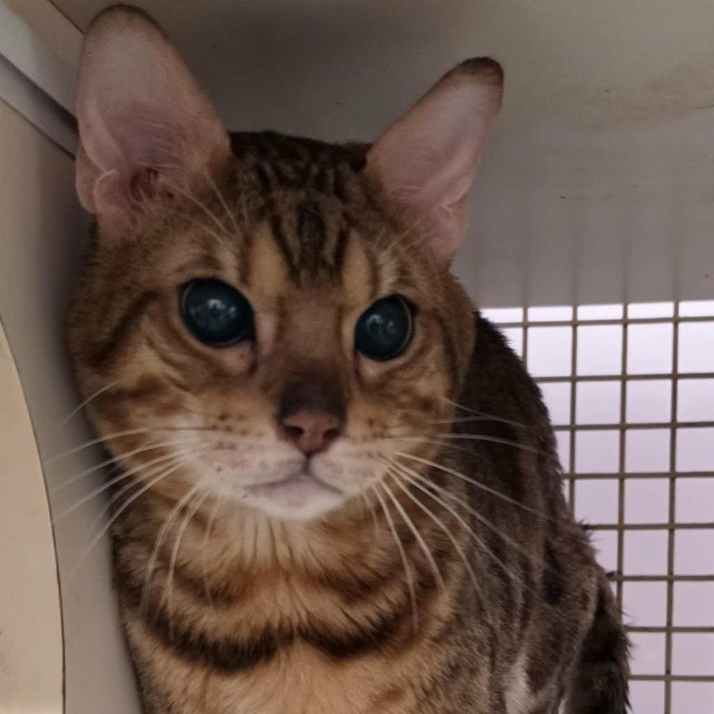 Enlarge Bengie, Sweet Special Needs Bengal, a Adoptable Bengal in Meriden, CT image 4/5